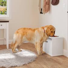 raised dog bowl feeder
