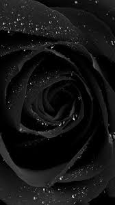 black colour rose black rose flower