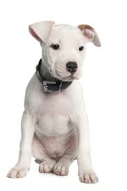 Puppy training, health & skin problems, dog allergies.breeds/types. American Staffordshire Terrier Puppy 2 Months In Front Of A White Background American Staffordshire Terrier Pitbulls American Staffordshire Terrier Puppies