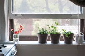 Best Herbs To Grow In Your Kitchen And