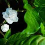 gardenia pests common insect problems