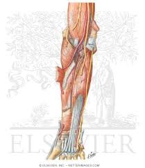 Upper limb arm forearm muscles actions, blood supply, innervation, attachment. Arteries Nerves And Muscles Of Upper Limb Anterior View Muscles Of Forearm Deep Layer Anterior
