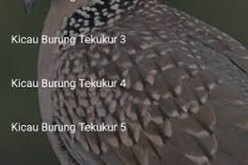 Over 40,000+ cool wallpapers to choose from. Burung Tekukur Png Png Image