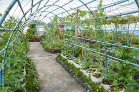 Rooftop Garden Rooftop Vegetable