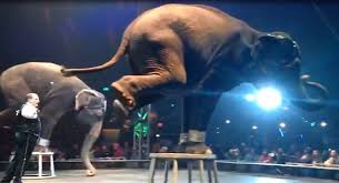 Universoul At 25 25 Times Universoul Was Hell For Animals Peta