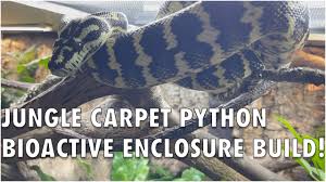 carpet python enclosure bioactive