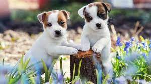 Greenfield Puppies gambar png