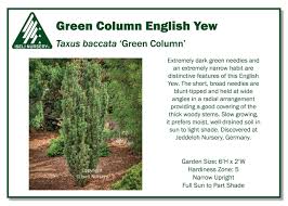 taxus baccata green column iseli