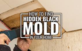 How To Find Fix Black Mold In