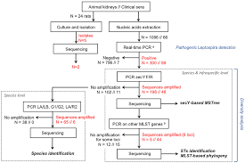 Flow Chart Of The Molecular Methods Performed To Detect And