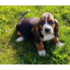 If you are unable to find your basset hound puppy in our puppy for sale or dog for sale sections, please consider looking thru thousands of basset hound dogs for adoption. Hoosier Hounds Basset Hound Breeder In Anderson Indiana