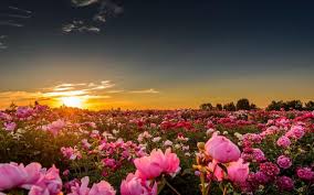 Pink Rose Flower Sunset Sunlight