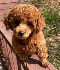 toy poodles maltipoo puppies