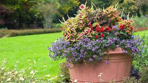 7 planting tips for large garden pots