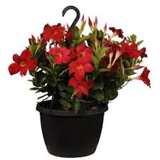 Shop plants & garden flowers and more at the home depot. United Nursery Annuals Garden Flowers The Home Depot