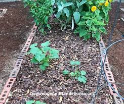 best mulch for a vegetable garden