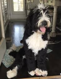 If you're on the lookout for maine puppies for sale or small dogs for sale in maine from top quality breeders, we're here to help by offering puppies from only the very best breeders and businesses. Parkville Pups Bernedoodles For Sale Goldendoodles