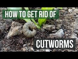 how to get rid of cutworms in your lawn
