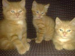 Potty trained and eating independently. 3 Tabby Ginger Kittens For Sale Glasgow Lanarkshire Pets4homes