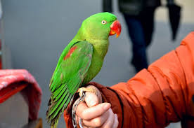 green parrot 1 free stock photo
