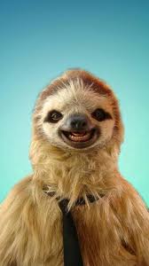 funny sloth wallpapers top free funny