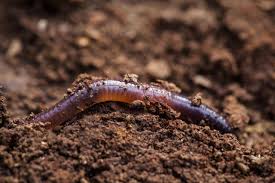 what are worm beds and how do i make one