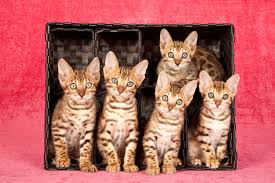 She is now living a happy life in seattle washington. How Much Do Bengal Kittens Cost Petsoid