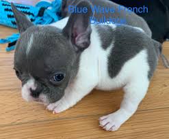 Listing of english bulldog puppies for sale, english bulldog breeders, english bulldog kennels, and english bulldog stud service. French Bulldog Puppies For Sale