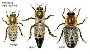 drone of the european honey bee