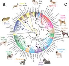 30 Matter Of Fact Canine Breeding Chart