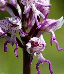 Hängender nackter mann orchidee kaufen