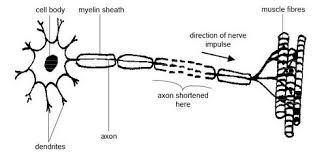 motor neurone physiopedia