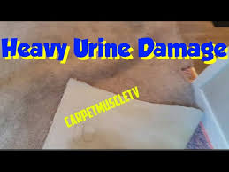 urine in carpet pad replacement