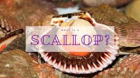 How is a scallop born?