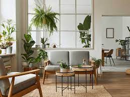 indoor plants as per your vastu for
