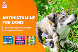 best antihistamines for dogs benefits