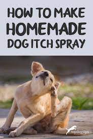 how to make homemade dog itch spray