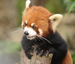 5 facts about red pandas in honor of
