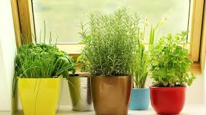 Indoor Herb Garden Tips Forbes Home
