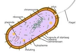 archaebacteria and eubacteria