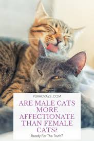 It would probably be better if you adopt a female cat.the male cats might not get along fighting for the female.but make sure you introduce them first, you don't want to bring a cat home not knowing if it'll adjust with the rest of the. Are Male Cats More Affectionate Than Female Cats Purr Craze