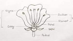 to draw longitudinal section of flower