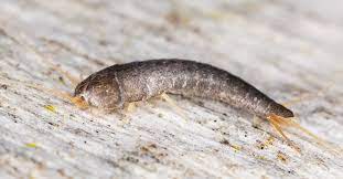 Do Silverfish Bite Facts Myths And