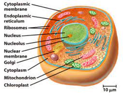 Prokaryotic organism are those which lacks true nucleus and membrane bound cell organelles. Eukaryotic Cells Definition Parts Examples And Structure