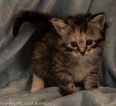 Cat adoption team is the largest nonprofit, adoption guarantee cat shelter in the pacific northwest. Kitails Siberians Massachusetts Siberian Kitten Cat Breeder