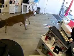Deer Crashes Through Long Island Salon