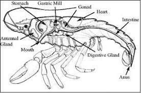Lobster Guide Science And Research Species Information