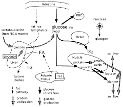 glucose homeostasis