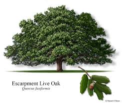 Oak Wilt Identification