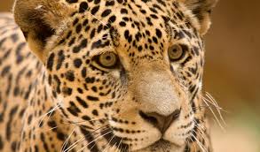 It weighs from 100 to 160 kg (220 to 350 pounds). Jaguar Big Cat Facts Information Pictures